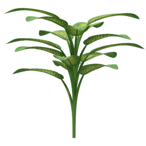 seeds flower